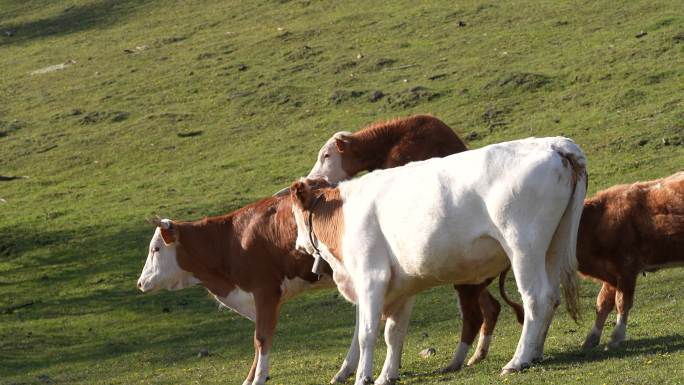 牛群野牛牦牛交配牛吃草交配牛群
