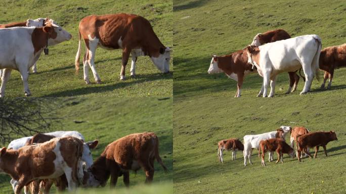 牛群野牛牦牛交配牛吃草交配牛群