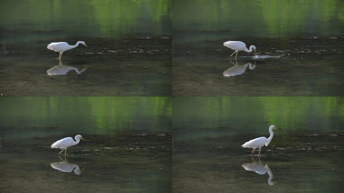 白鹭鹭鸶湿地捉鱼4K慢动作素材