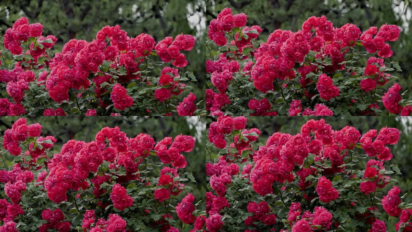 一丛娇艳的红玫瑰