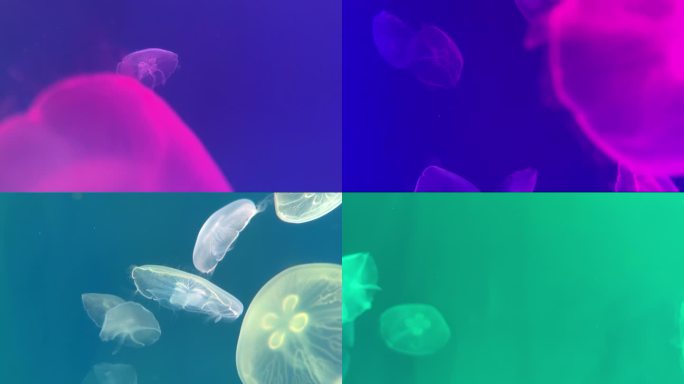 4K原创 海底世界水母