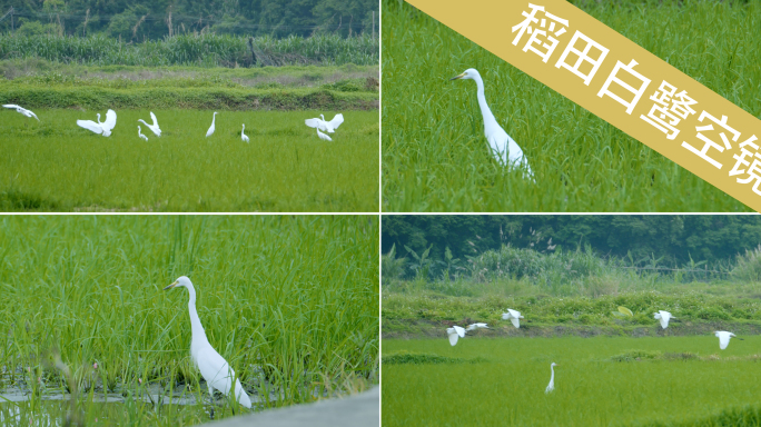 白鹭飞翔稻田湿地生态环境群鸟飞翔白鹭群