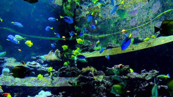 鱼缸鱼群 海洋馆 水族馆 海底世界