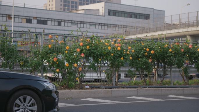 春天城市街道公路旁的鲜花2