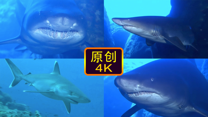 鲨鱼4K-各种鲨鱼合集