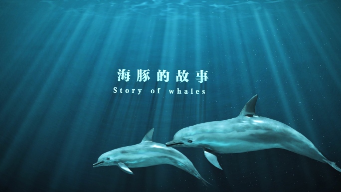 海洋生物海豚