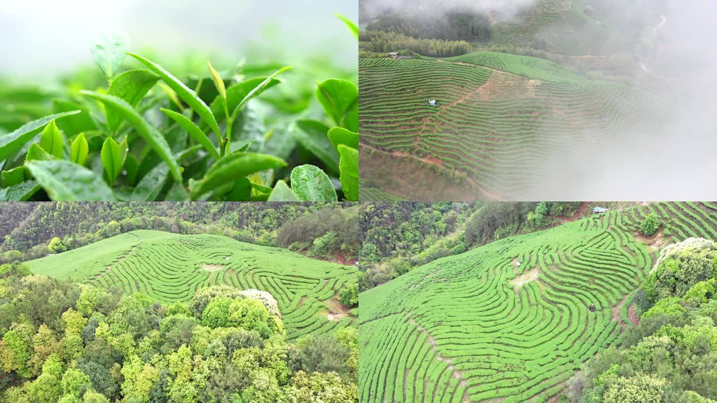 4k航拍福建雨雾茶山特写茶叶清明春茶生态