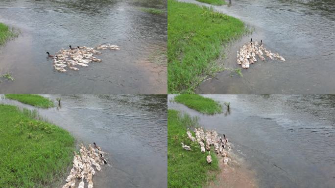 乡村河道风光  远离城市喧嚣