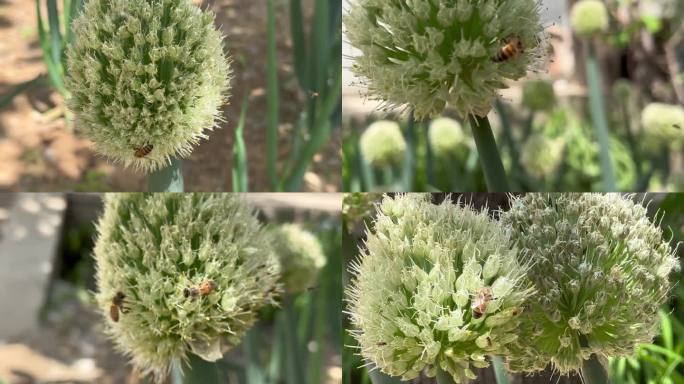 小蜜蜂在葱花上采蜜