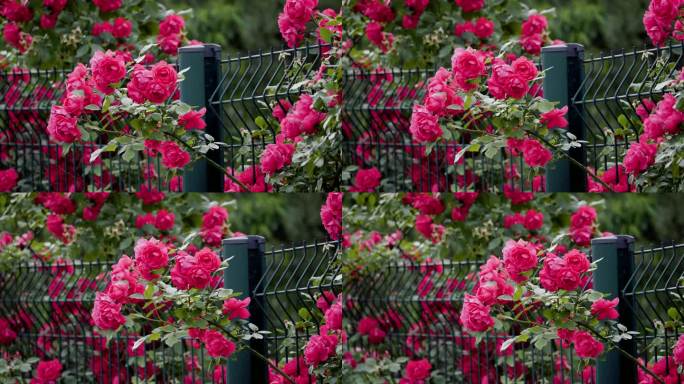 围栏与红玫瑰