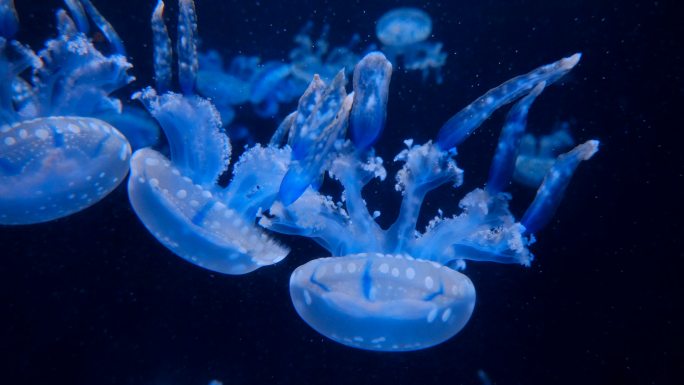 水母 海底世界 海洋馆 水族馆