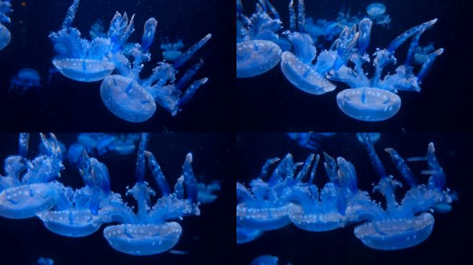 水母 海底世界 海洋馆 水族馆