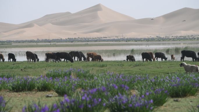 大漠绿洲牛群
