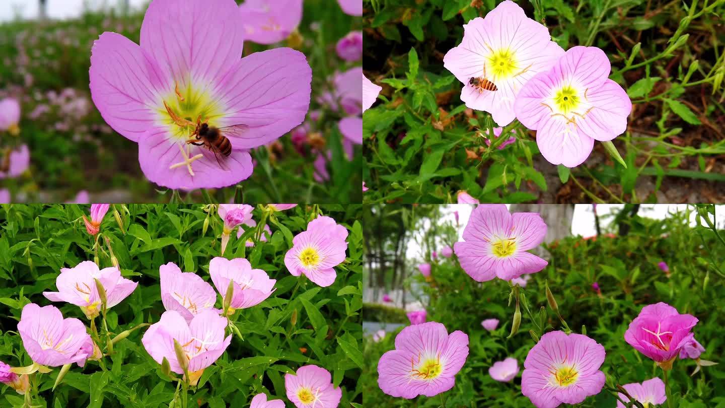 月见草花晚樱草待宵草山芝麻蜜蜂采蜜1