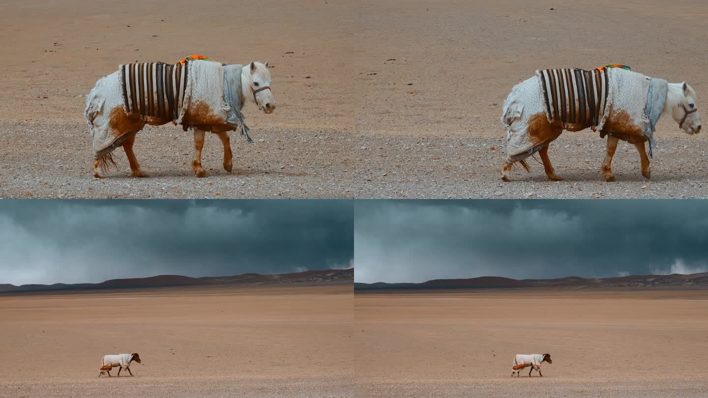 西藏旅游风光寒冷冬季高原马匹身裹棉被远景