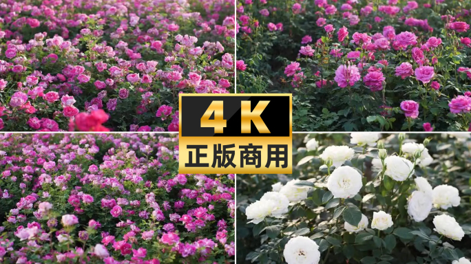 4K实拍春天温暖阳光下的鲜花盛开唯美惊艳