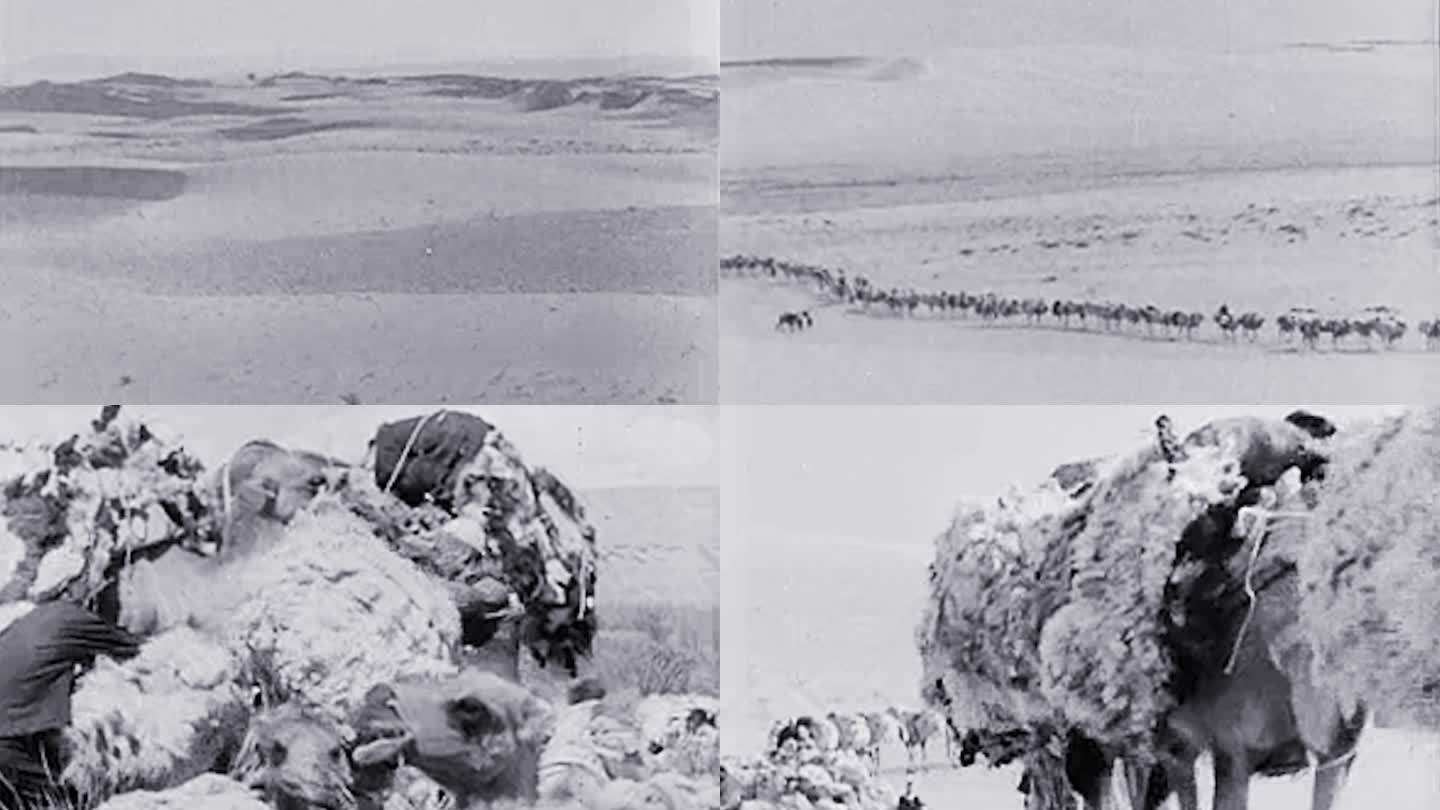 30年代沙漠戈壁骆驼运输