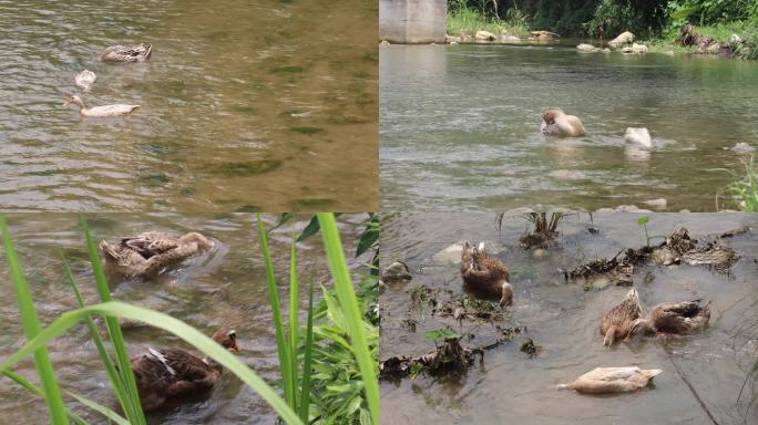 原生态河 鸭子戏水觅食