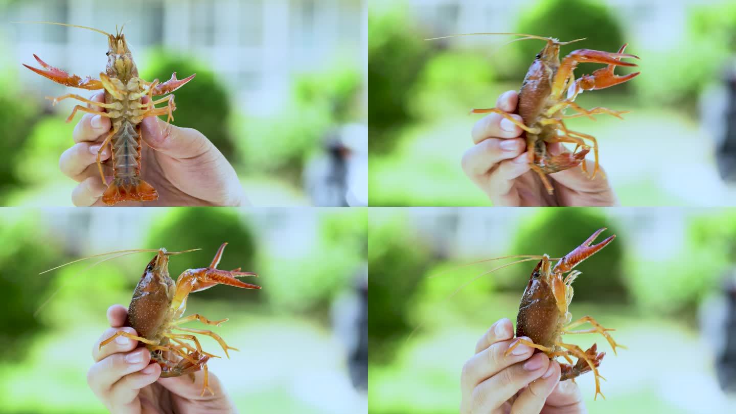 女孩用手抓着小龙虾