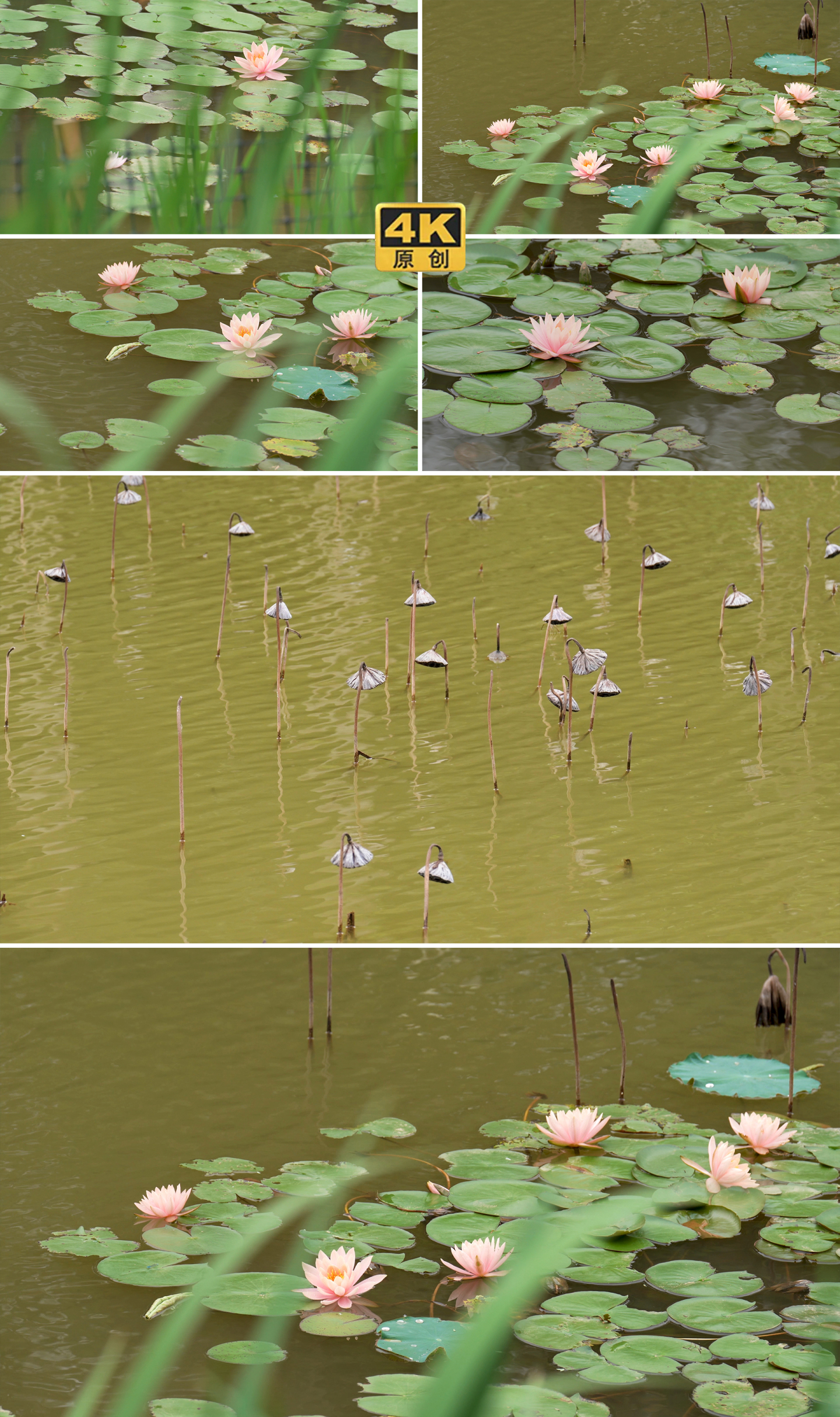 夏日睡莲水中花