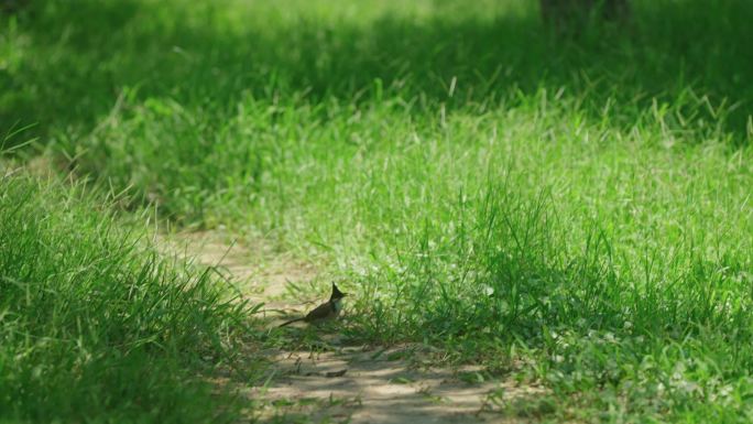 红耳鹎小鸟觅食低空飞行