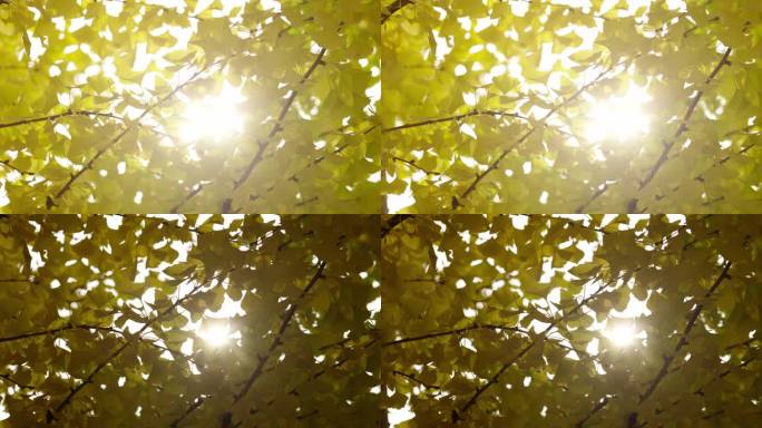 阳光穿透银杏树叶