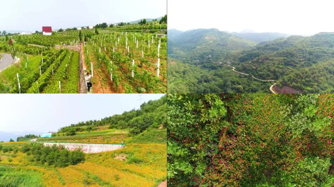 丹凤 核桃产业园 山间 美景 乡村