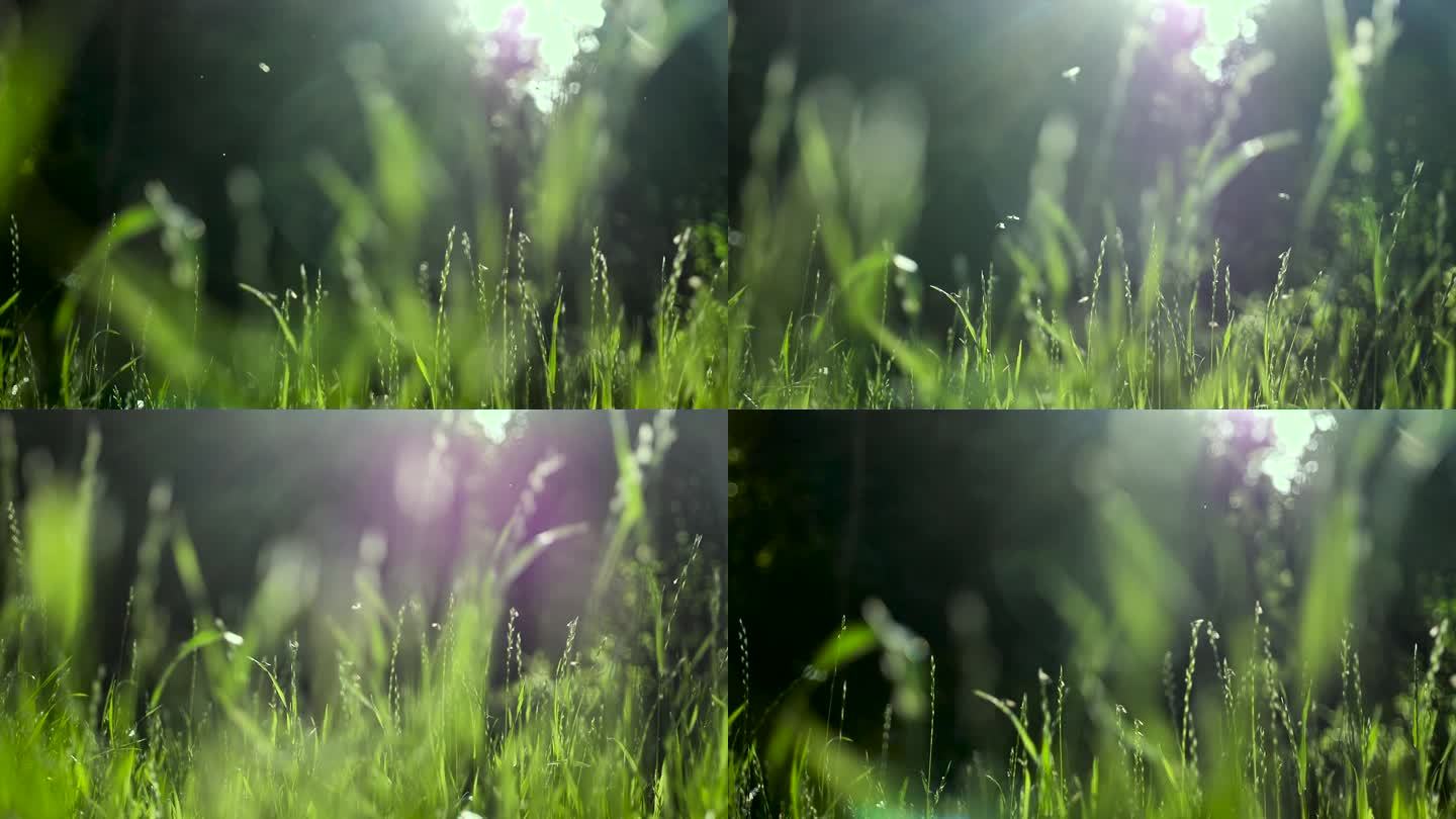 草丛中穿梭飞虫HD升格