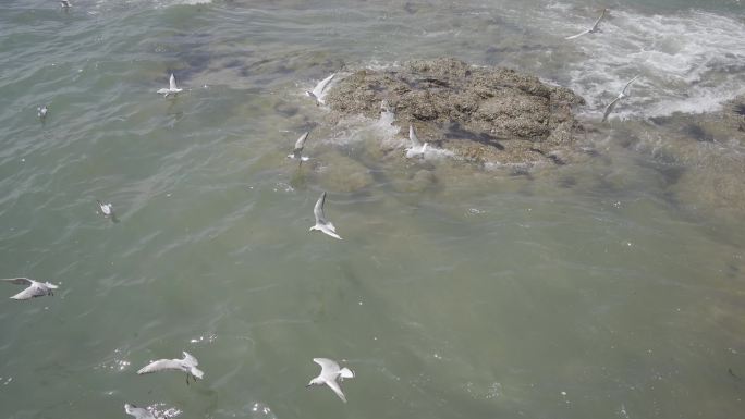 海边礁石海鸥飞行