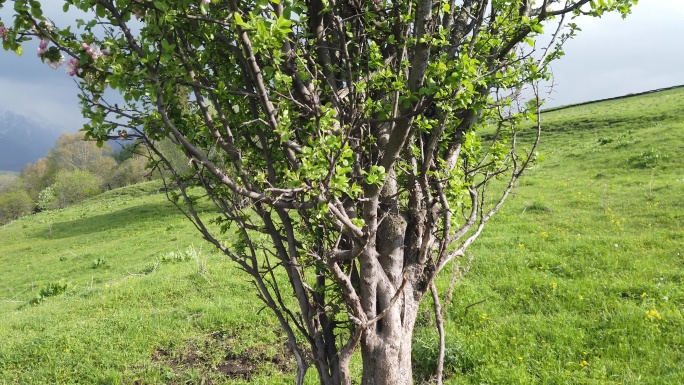 伊犁野苹果树