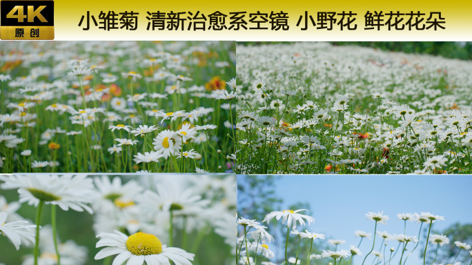 小雏菊 清新治愈系空镜 小野花 鲜花花朵