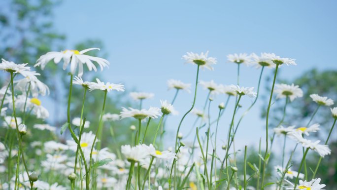 小雏菊 清新治愈系空镜 小野花 鲜花花朵