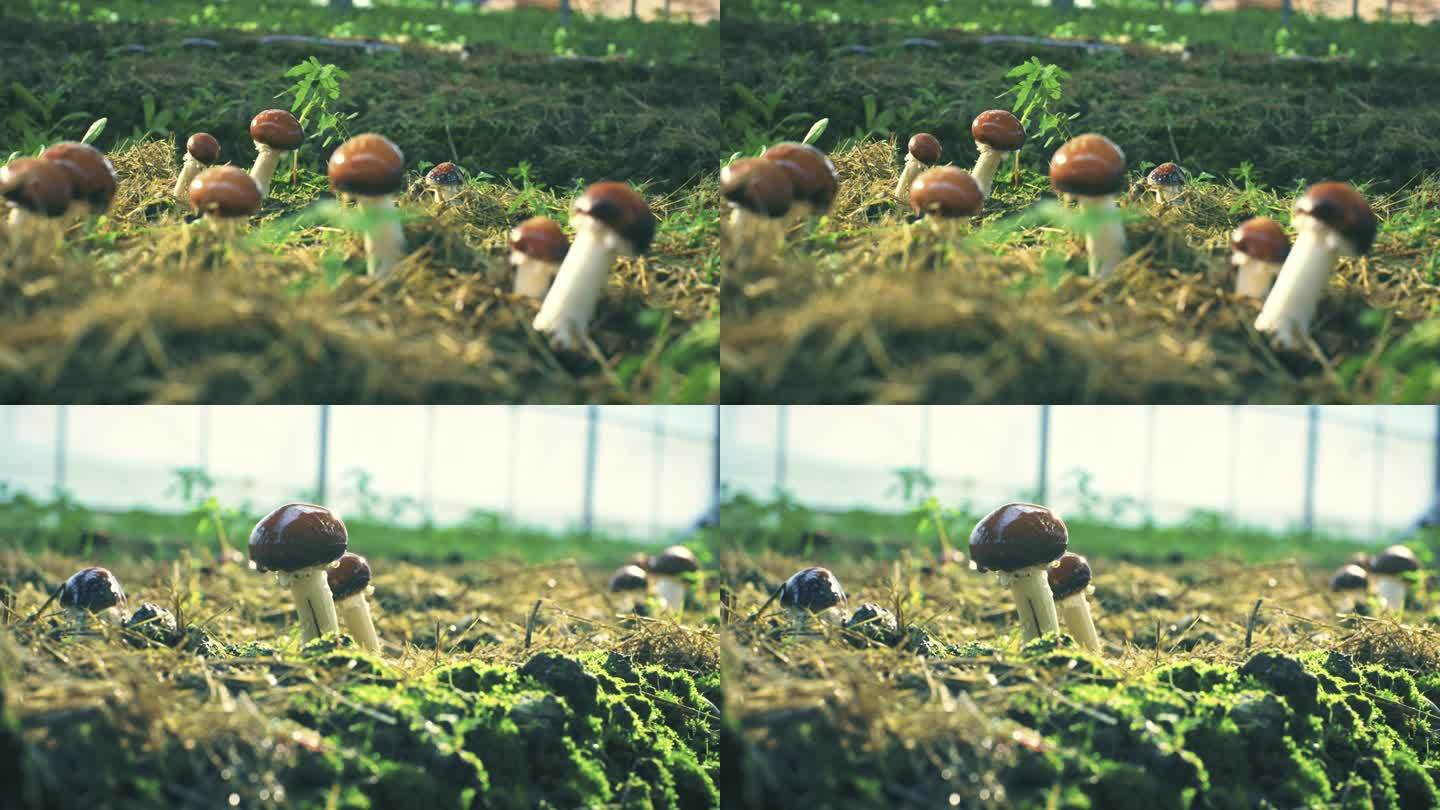 姬松茸 蘑菇 大棚