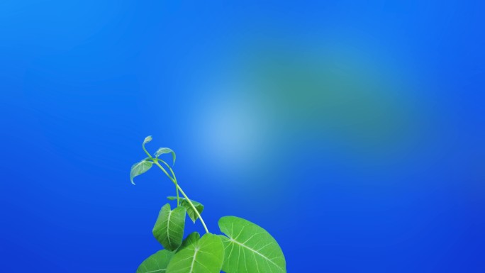 延时摄影植物生长萝藦生长运动