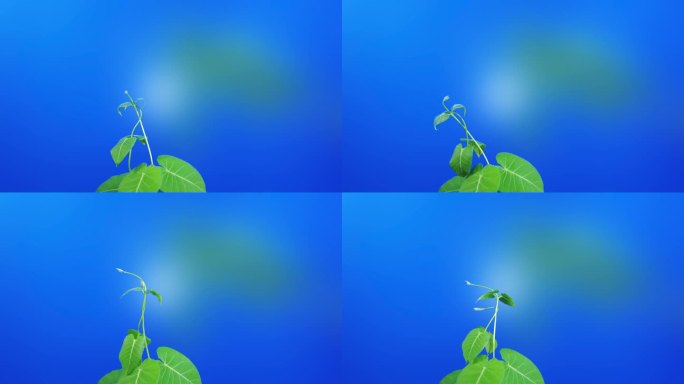 延时摄影植物生长萝藦生长运动