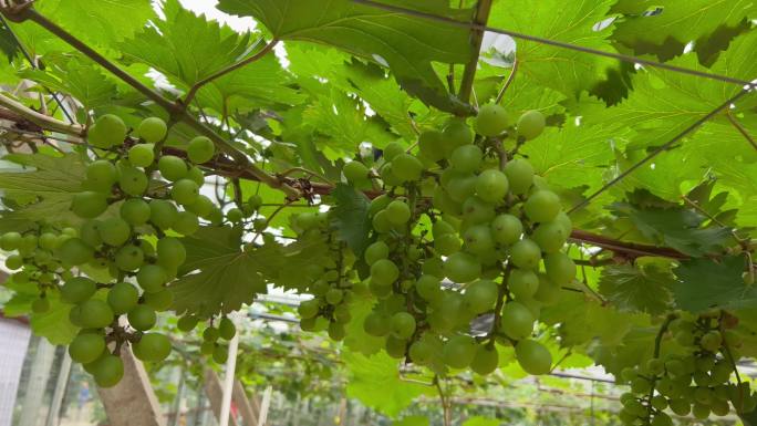 夏天八桂田园里的葡萄