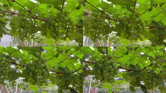 夏天八桂田园里的葡萄