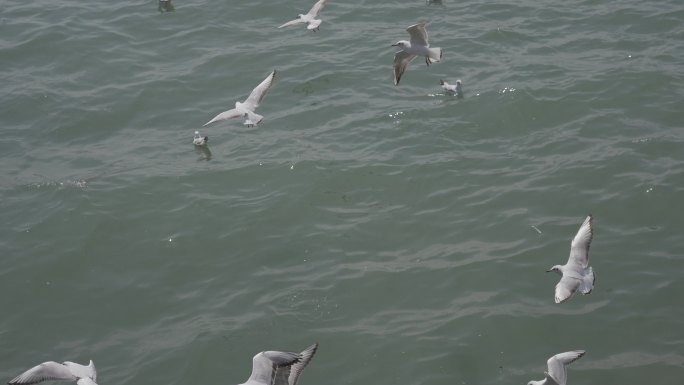 海边海鸥起飞近景