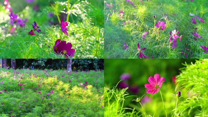 阳光午后城市公园绿植花朵洒水