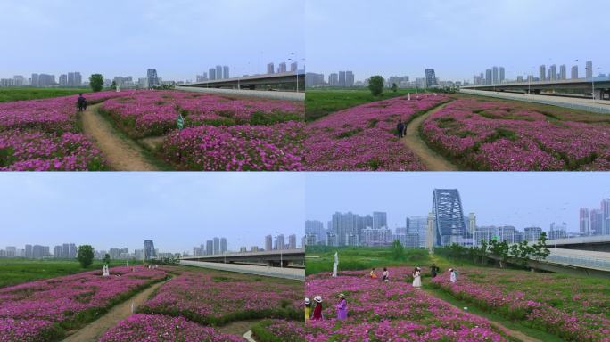汉江湾大桥下的夏季花田