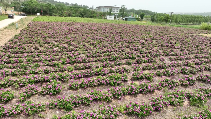 中药文旅现代农业穿越心形雕塑 玫瑰花海