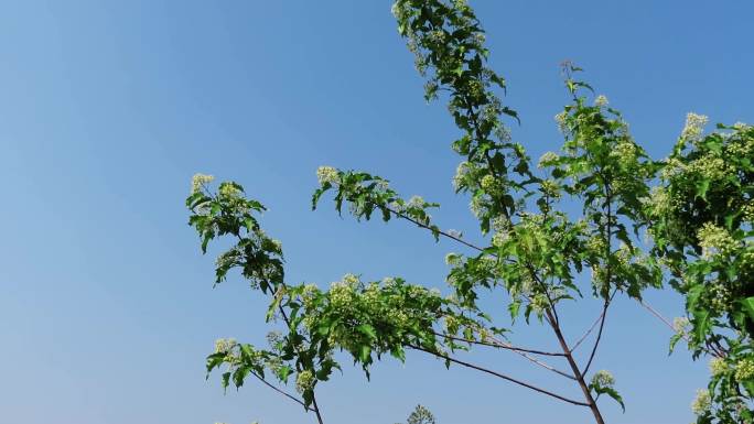 植物素材花期的枫树