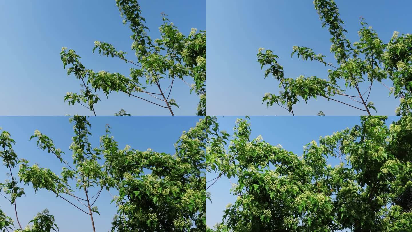 植物素材花期的枫树