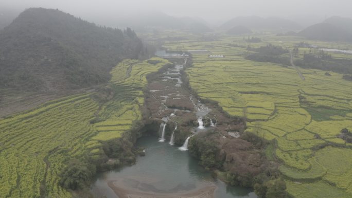 罗平油菜花