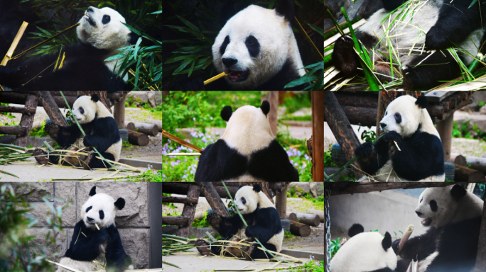 大熊猫吃竹子可爱大熊猫国宝熊猫吃东西