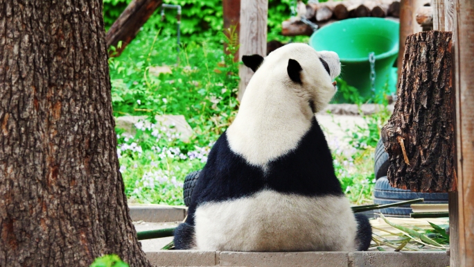 大熊猫吃竹子可爱大熊猫国宝熊猫吃东西