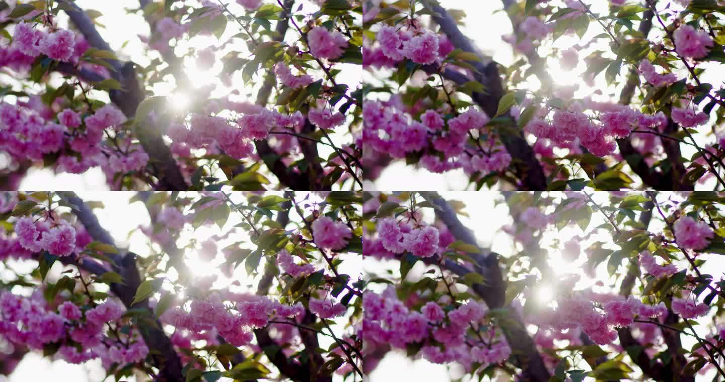 阳光照射中的树枝和粉红色花朵