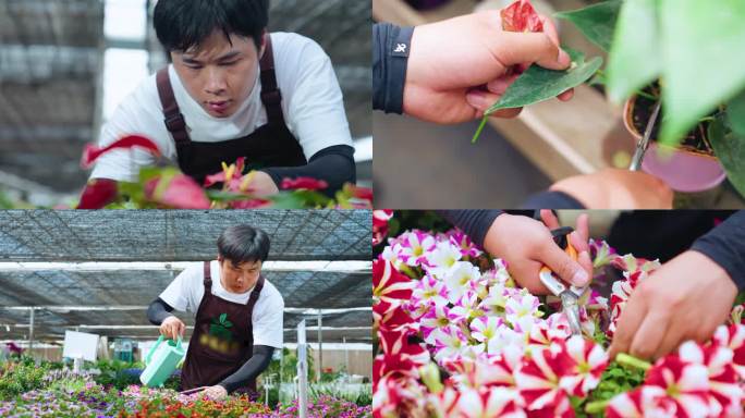 4k花卉园艺师鲜花种植