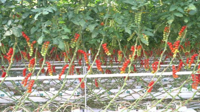 西红柿 助农 大棚蔬菜