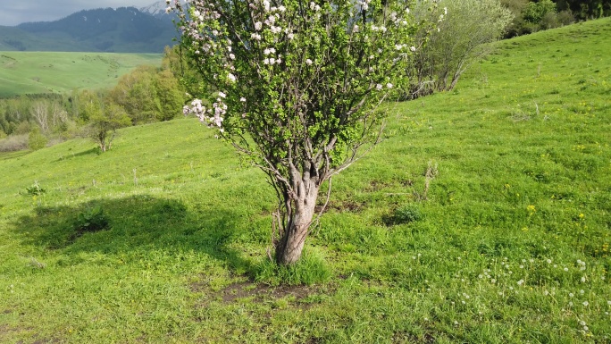 野苹果树